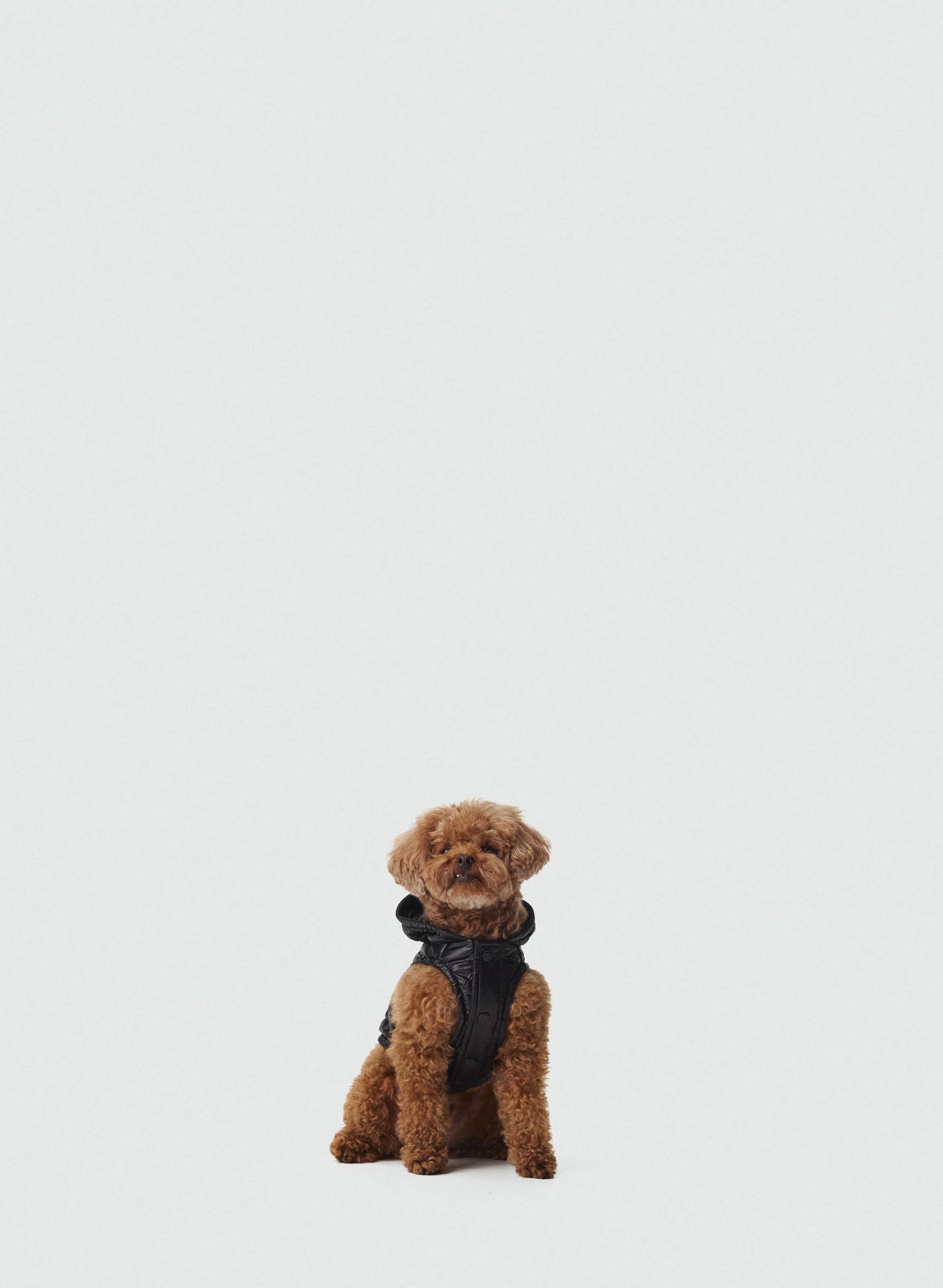 MANTEAU POUR CHIENS THE SUPER RUFF PUFF™ - TAFFETAS HI-GLOSS - Manteau bouffant pour chiens en taffetas Hi-Gloss. 