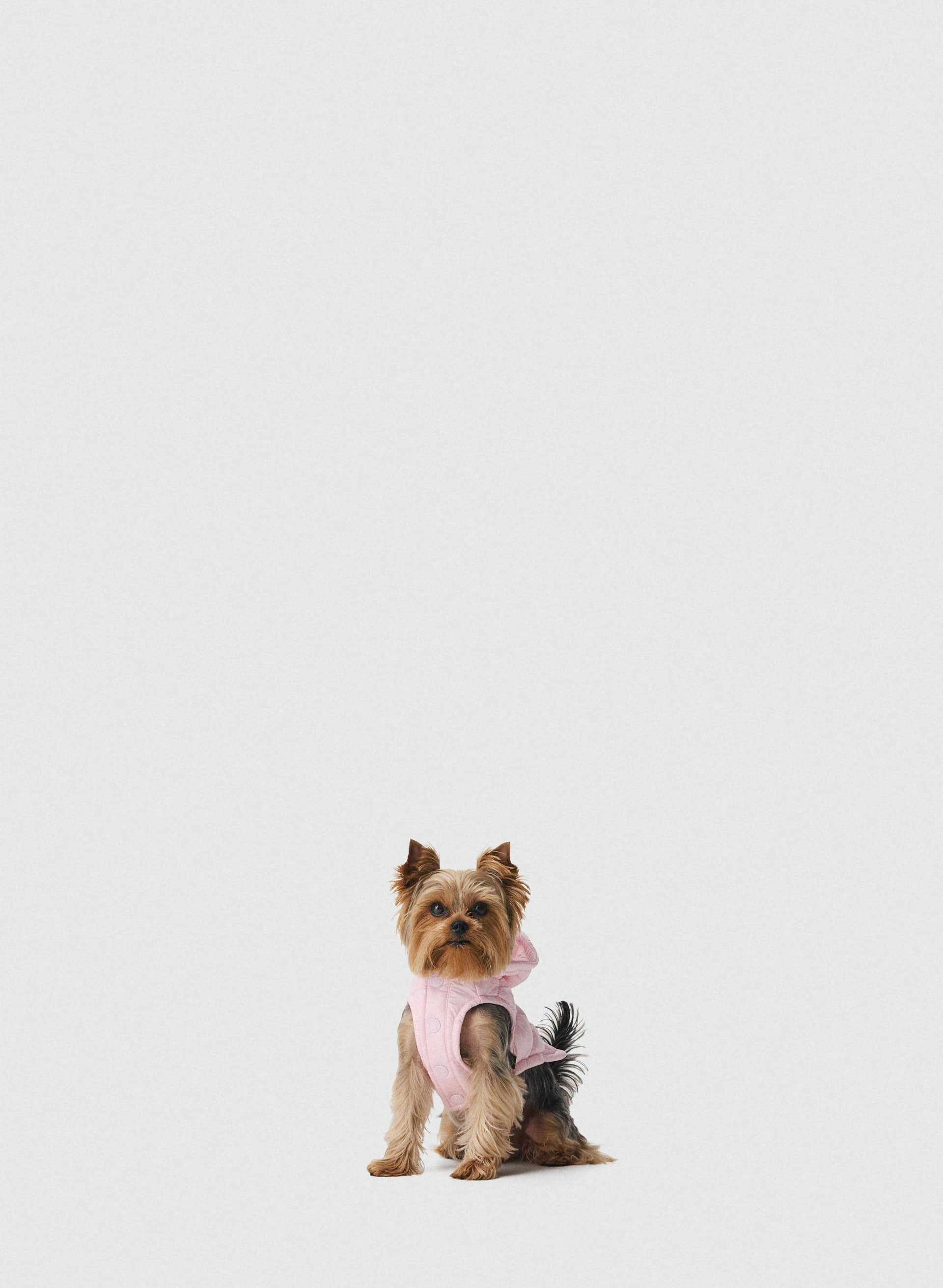 THE SUPER RUFF PUFF™ - HI-GLOSS - Hi-Gloss taffeta puffer jacket for dogs. 