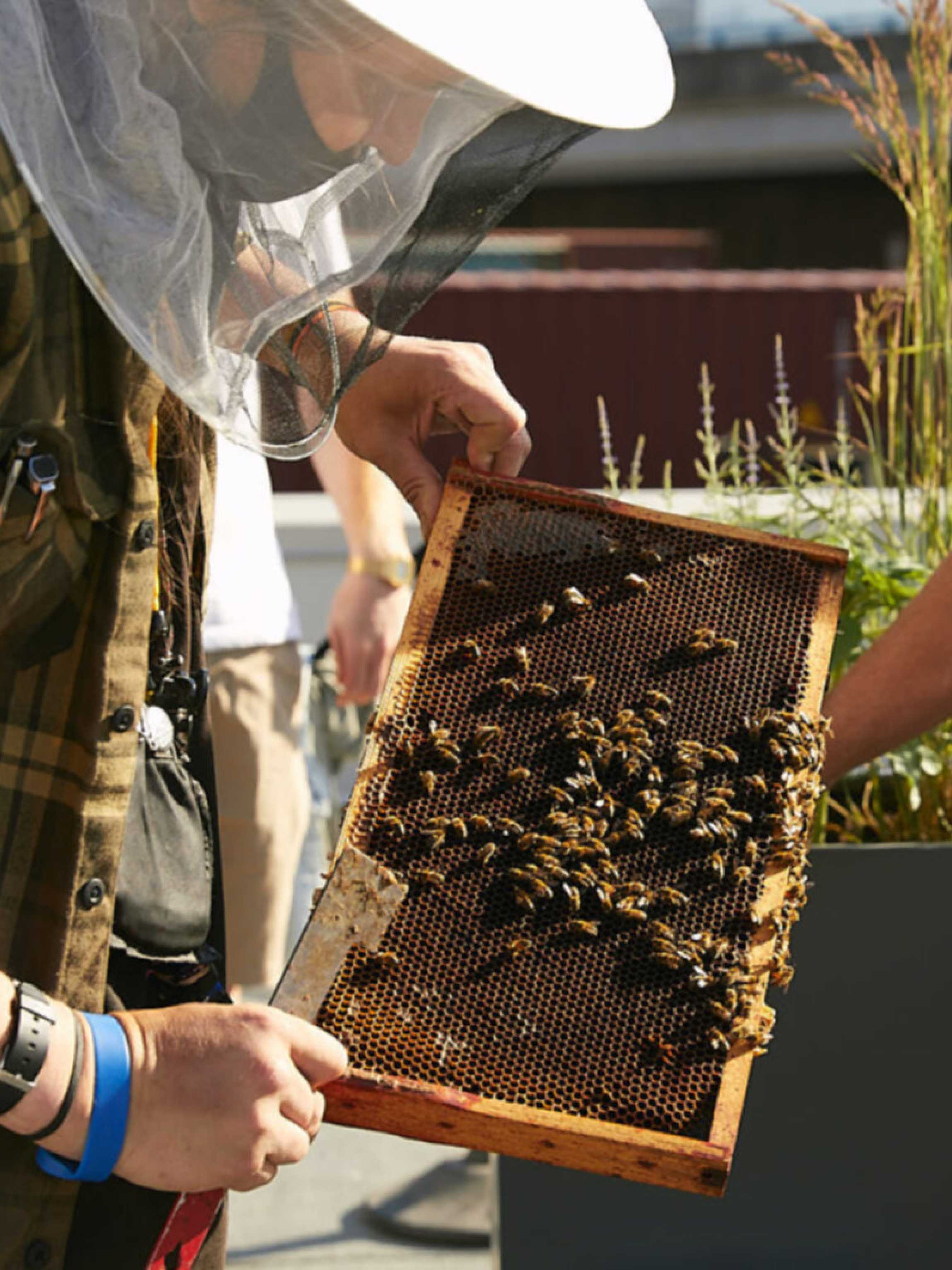 Hives for Humanity